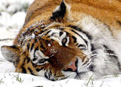 Kihalás szélén a szibériai tigris