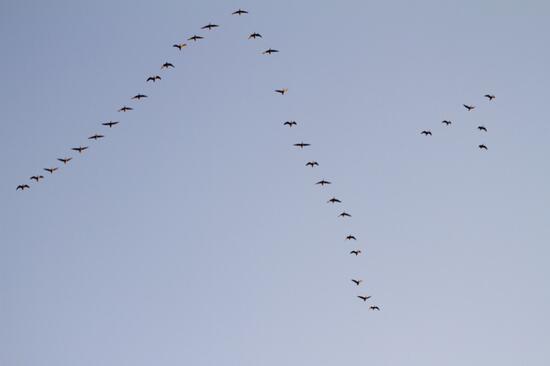 Darvak repülésének féynképe
