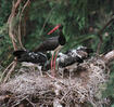 Fekete gólya fiókáival fénykép