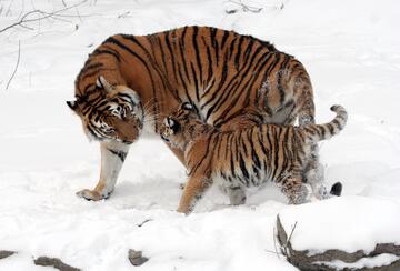 sziberiai tigris kölykével